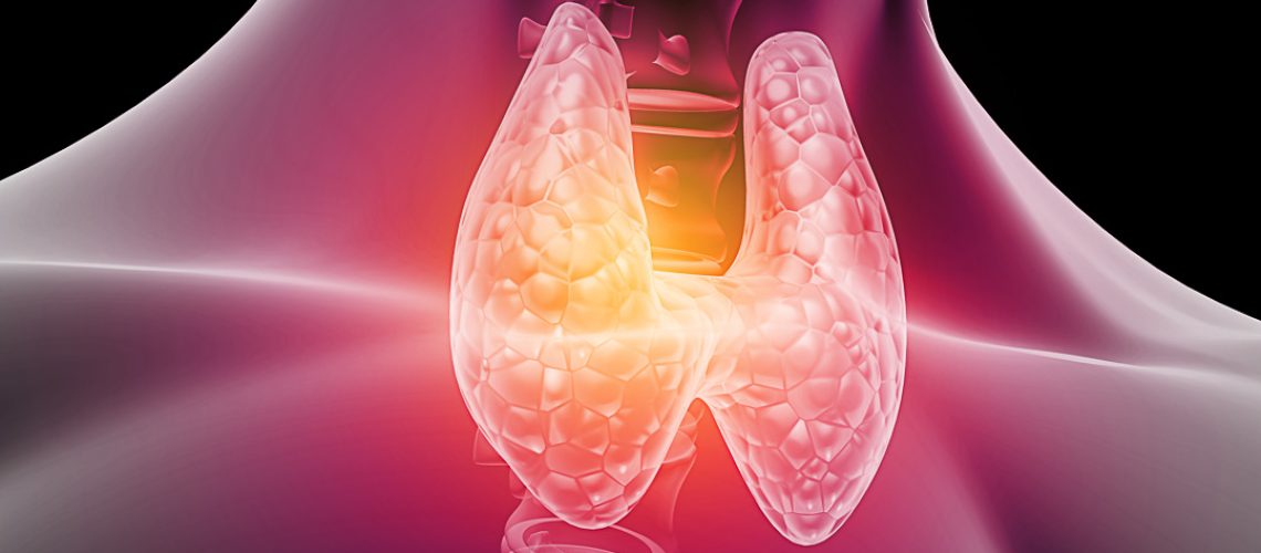 Human thyroid anatomy. 3d illustration